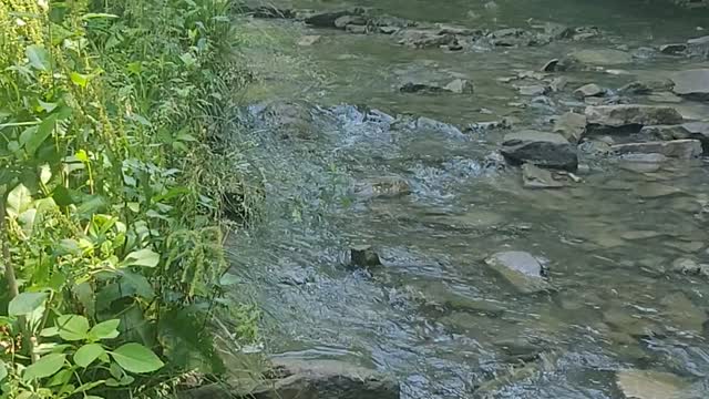 Stream at Cove Spring Park