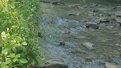 Stream at Cove Spring Park