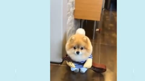 Funny puppy's video