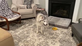 Stubborn Husky Steals Shepherd's Bone And Refuses To Let Go