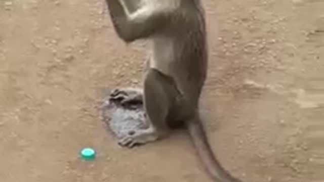 CUTE SWEET BABY Monkey