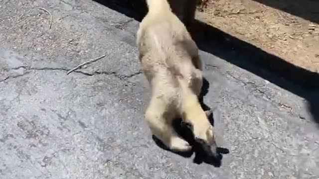 cool#wholesome#animallover