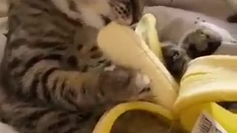 I think he likes bananas more than meat !