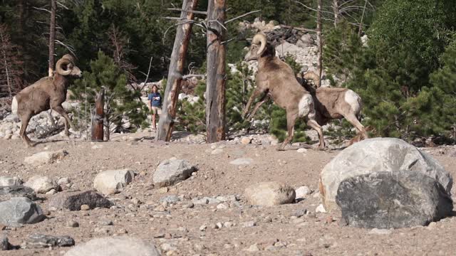 Bighorn Rams RAMMING!