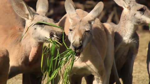 Kangaroos eat