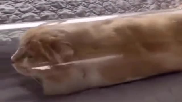 Is it true that cats can lie down like this?