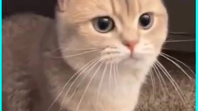 Amezing cute Cat funny video