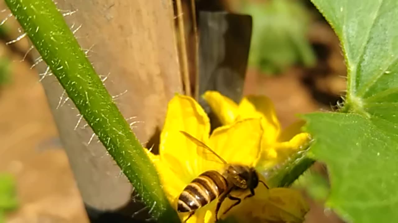 honey bee sitting on a flower