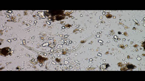 Nematodes Working Out
