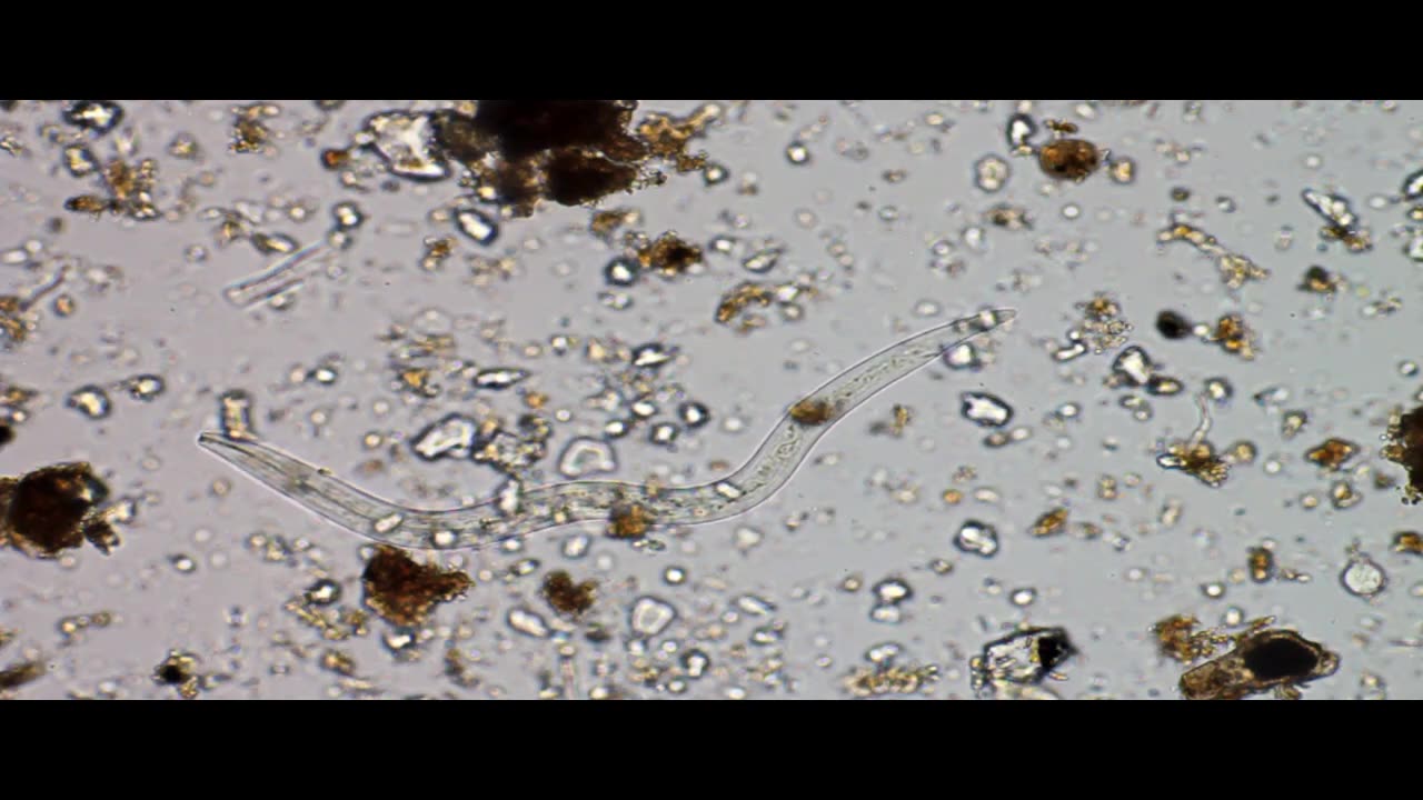 Nematodes Working Out
