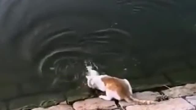 Lovely Cat and funny cat videos...cute cat caching fish