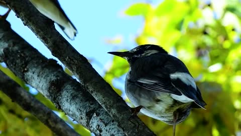 Relaxing Music | Sleeping, Meditation, Stress Relief | [1656] ⭐️