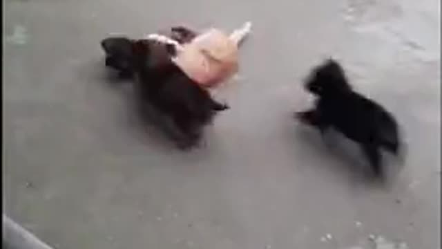 Puppies And Cat Play Together