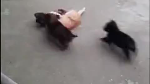 Puppies And Cat Play Together