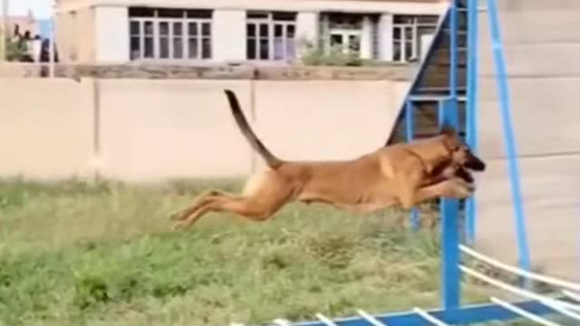 AMAZING FLYING DOG THAT CAN JUMP OVER 15 METER LONG RAIL