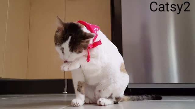 Confused kitty lolcing for solution for cat