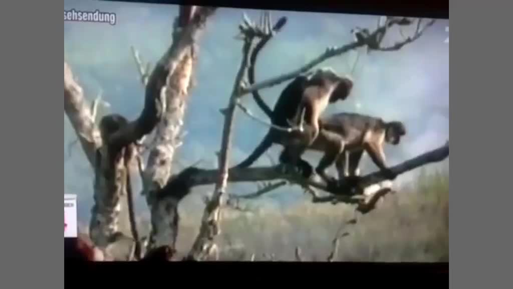 Funny animal video