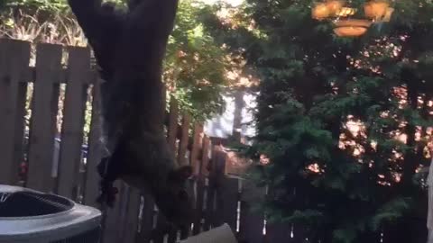 Squirrel on screen door