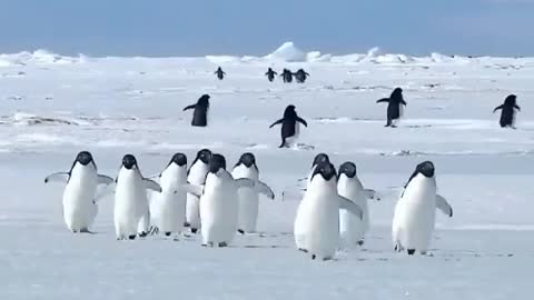 Penguins run funny moment