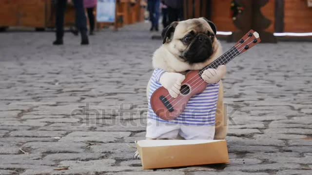 Cute funny pug dog earning with playing music