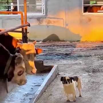 Dogs and Cats funny video