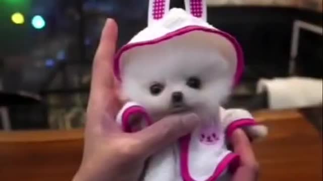 Baby Dogs 🐶 Cute and Funny Dog Videos Puppy Dogs Compilation (1)