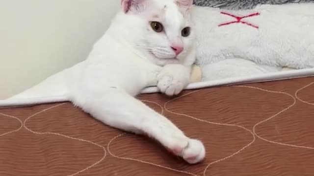 So Cute Cats ♥ Best Funny Cat Videos by 2021