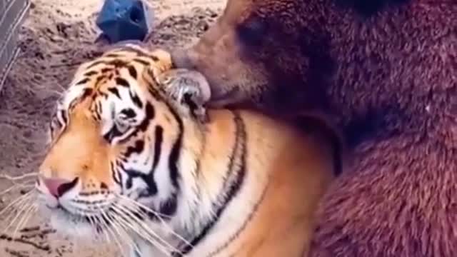 Bear and tiger adorable friendship