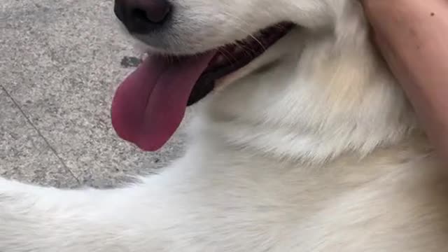 Dog makes it clear she wants to petted at all times