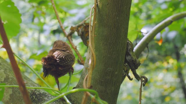 Bird song in the forest