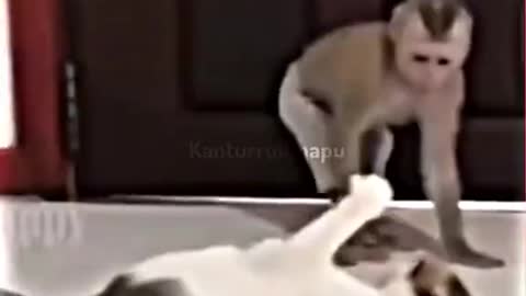 CATS VS MONKEY AMAZING FIGHT
