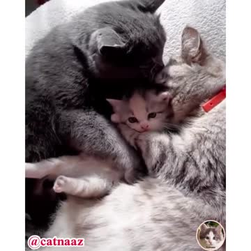 Cats love their children