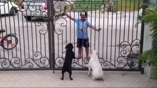 Boy dances with his dogs