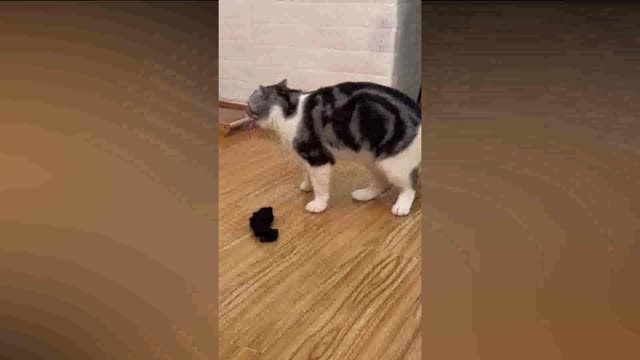 Funny Cats Compilation - Best Of The 2022 Funny Cat Video
