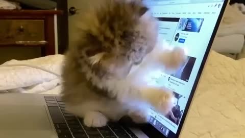 Cute little fluffy kitten to make your day.