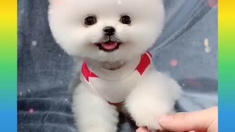 Lvli dog