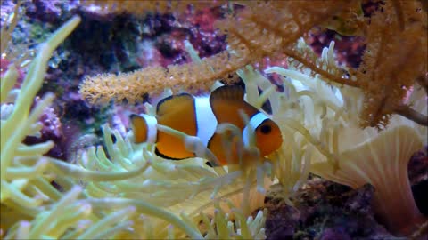 These fishes are his artistic masterpiece of the intensity of their beauty🐠🐟