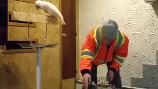 Awesome reaction of parrot after broken his