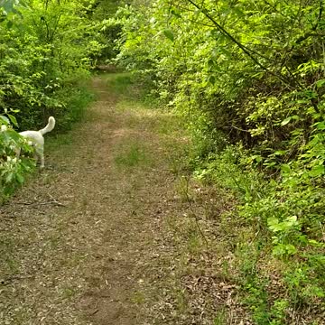 Hike with Captain - Spring at Chickasaw NRA - honeysuckle vine