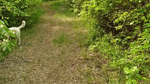 Hike with Captain - Spring at Chickasaw NRA - honeysuckle vine