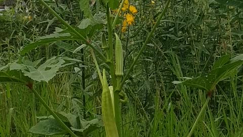 Lady Finger in the middle of the bushy plants