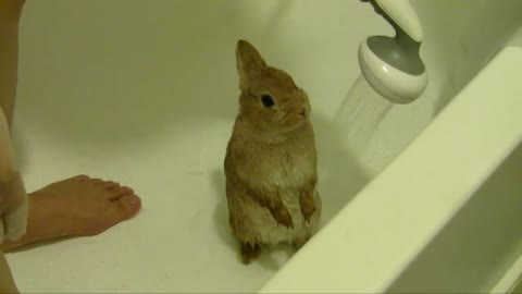 bunny shower hahaha