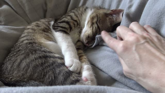 Cute Little Cat Sleeps on the Blanket