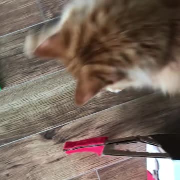 Orange Cat Guards Kitchen