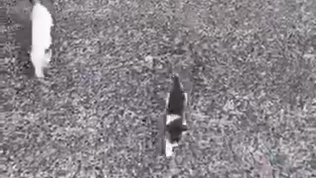 The First Kitten Was Bait