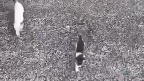 The First Kitten Was Bait