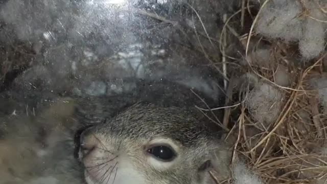 Squirrel Babies