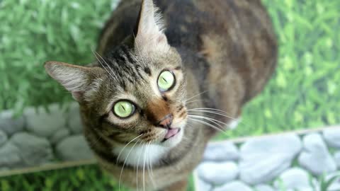 Close-up of Cat with Green Eyes Looking in Camera