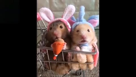 Watch these cute and funny pets go wacky, CUTENESS OVERLOAD!!!