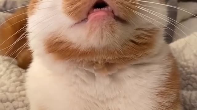 Cute and Funny Cat Videos Compilation - PART 93
